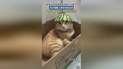 小花猫吃瓜,一场味蕾的冒险之旅  第3张